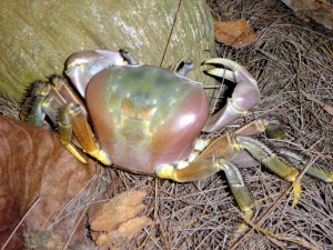 CRABE DE COCOTIERS
