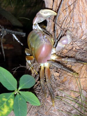 CRABE DE COCOTIERS