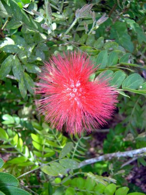 ALBIZIA