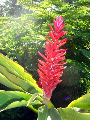 ALPINIA