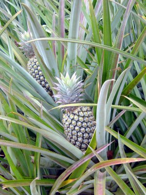 ANANAS