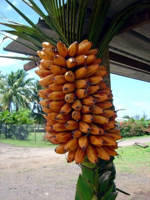 REGIME DE BANANES A CUIRE 'FEI'