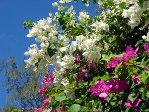 BOUGAINVILLES