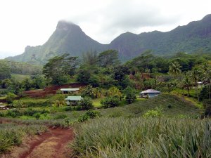 CULTURES D'ANANAS
