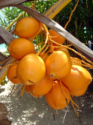 NOIX DE COCOS