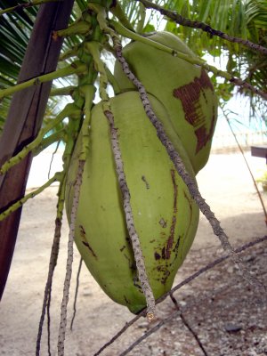 NOIX DE COCOS