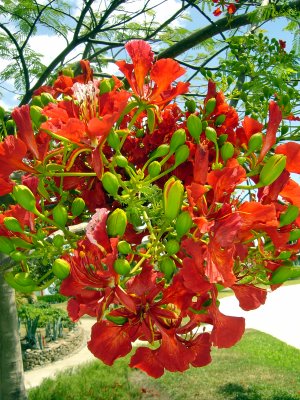 FLEURS DE FLAMBOYANT