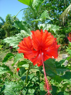 HIBISCUS ROUGE