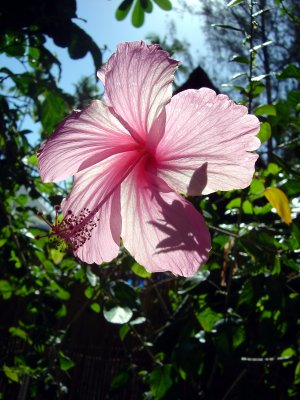 HIBISCUS ROSE