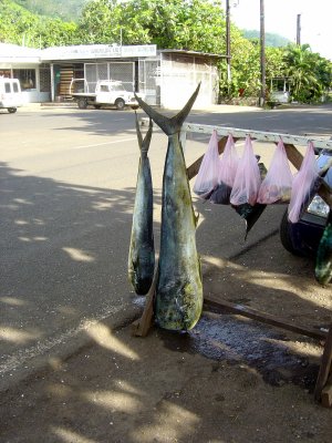 DAURADE CORYPHENE 'MAHI-MAHI'