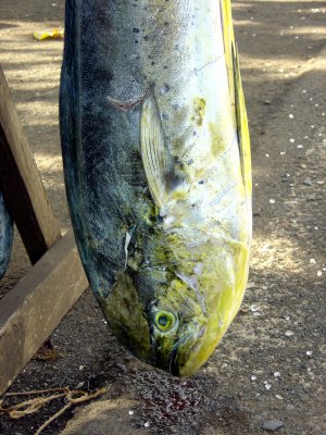 MAHI-MAHI