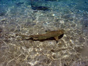 REQUIN DE LAGON A POINTE NOIRE