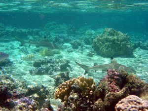 REQUINS DE LAGON A POINTE NOIRE
