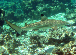 POINTE NOIRE DU LAGON