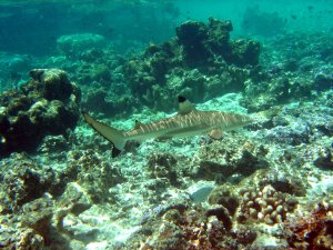 REQUIN A POINTE NOIRE