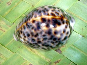PORCELAINE TIGRIS